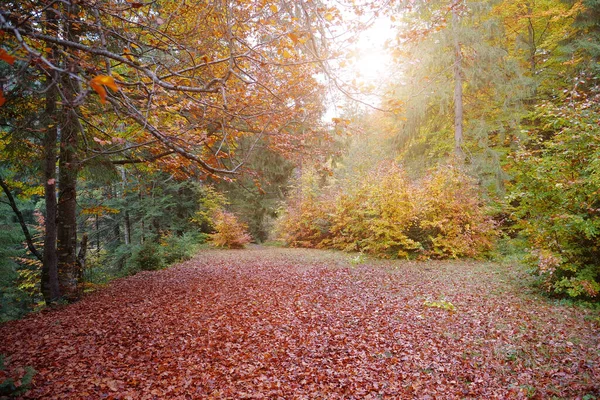 カルパチア山脈の美しい秋の森 ウクライナのカルパチア人の驚くべき性質 — ストック写真