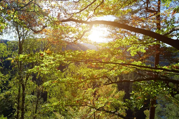 美丽的落日和秋天的黄树在风中摇曳 — 图库照片