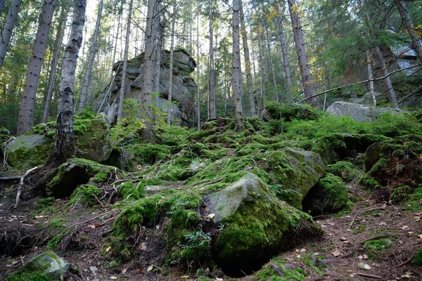 Ukrayna Nın Yaremche Şehri Yakınlarındaki Dovbush Kayalıkları Dovbush Yolu Ormanlı — Stok fotoğraf