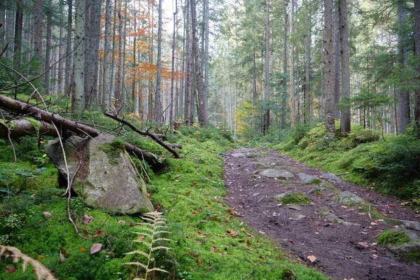 stock image Beautiful autumn forest in Carpathian mountains. Amazing nature of Ukrainian Carpathians