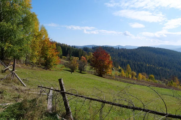 Красивый Осенний Лес Карпатах Удивительная Природа Украинских Карпат — стоковое фото
