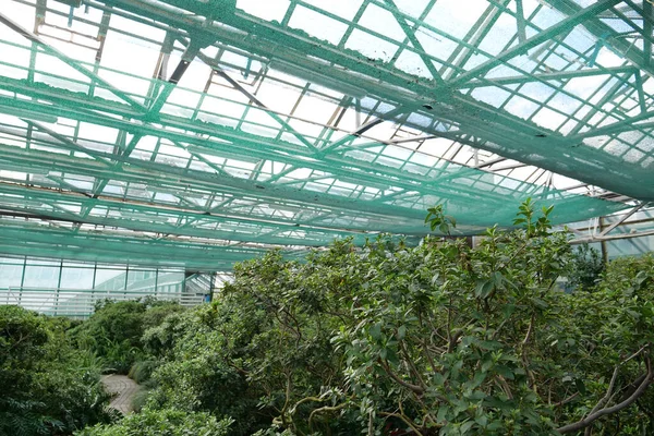 Green Plants Grows Greenhouse Cultivation Protection Rare Plant Species Listed — 图库照片