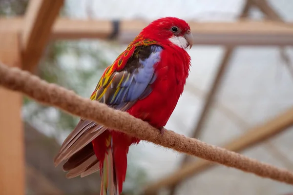 Krásný Papoušek Barevným Peřím Sedí Provaze — Stock fotografie