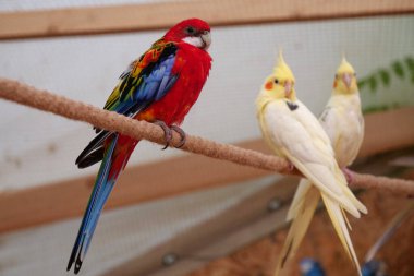 Colorful parrots sit on a rope in the aviary