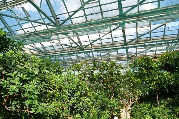 Protection Safe Rare Plant Species Green Plants Grows Greenhouse Healthy — Fotografia de Stock