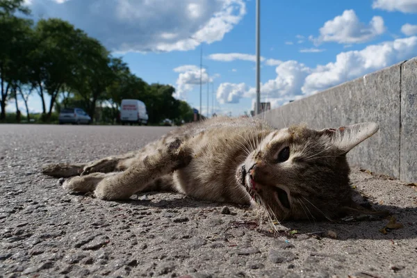 Dead Cat Lies Highway Cars Drives Road Cat Ran Roadway — Stock Photo, Image