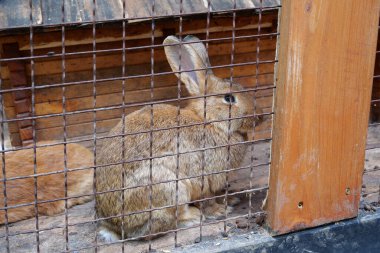 Kafesteki güzel tavşan.