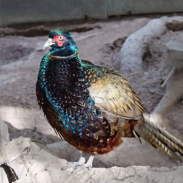 Όμορφο Πολύχρωμο Πουλί Ένα Πτηνοτροφείο Για Πουλιά — Φωτογραφία Αρχείου
