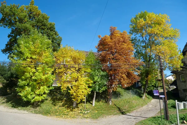 Όμορφα Πολύχρωμα Φθινοπωρινά Δέντρα Στην Πόλη — Φωτογραφία Αρχείου