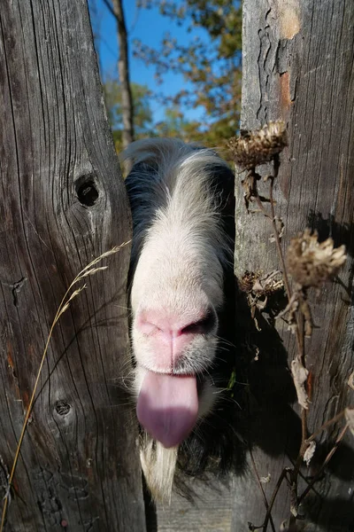 舌を示す木製の柵の後ろのヤギ — ストック写真