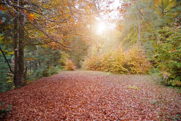 Nagyon Szép Őszi Tisztáson Erdőben Sárga Fák Elesett Vörös Levelek — Stock Fotó