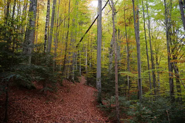 Karpat Dağlarında Güzel Bir Sonbahar Ormanı Ukrayna Karpatlarının Şaşırtıcı Doğası — Stok fotoğraf