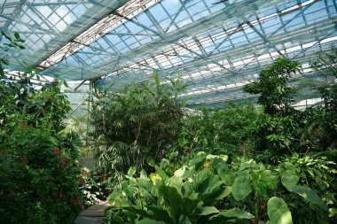 Cultivation and protection of rare plant species listed in the Red Book. Green young plants and trees grows in hothouse. Ensuring the survival of rare plant species