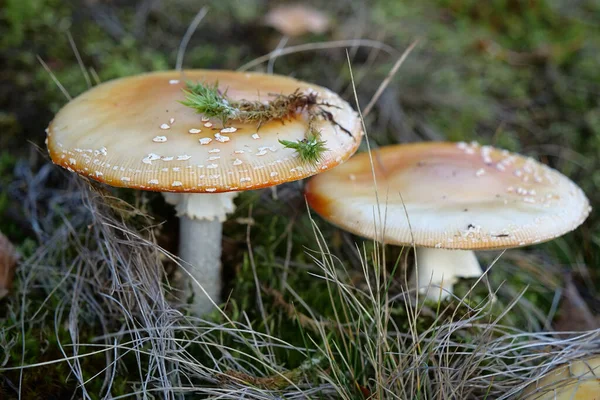 Ungenießbare Pilze Wald — Stockfoto