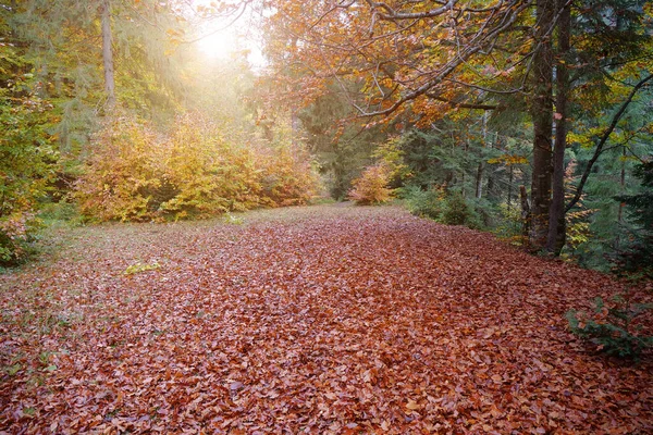 黄色の木々と森の中で非常に美しい秋のグレード 秋の紅葉と夕日 — ストック写真