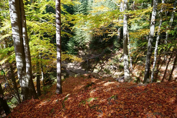 Vacker Höstskog Karpaterna Fantastisk Natur Ukrainska Karpaterna — Stockfoto