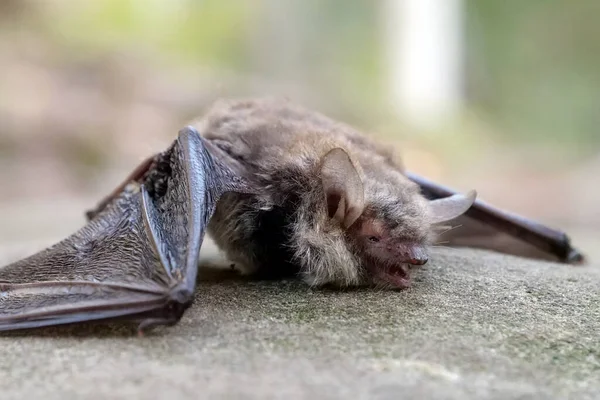 Νεκρή Νυχτερίδα Στο Δάσος — Φωτογραφία Αρχείου