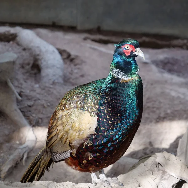 Mooie Kleurrijke Vogel Een Volière Voor Vogels — Stockfoto