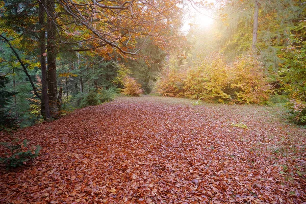 Nagyon Szép Őszi Tisztáson Erdőben Sárga Fák Elesett Vörös Levelek — Stock Fotó