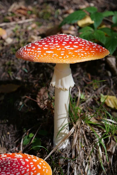 Big Red Fly Agaric Grows Autumn Wood Picturesque Place Heart — Stock Photo, Image