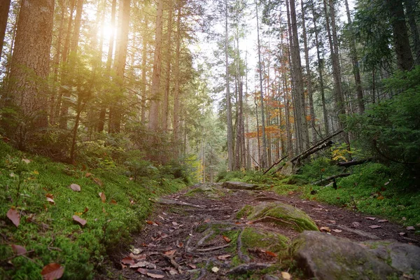 Útvonal Gyönyörű Őszi Erdőben Levél Hullik Lombozat Fekszik Erdőben Fák — Stock Fotó
