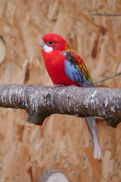 Gyönyörű Papagáj Piros Kék Fekete Fehér Tollakkal Egy Ágon — Stock Fotó