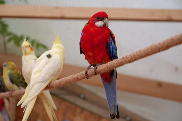 Colorful Parrots Sit Rope Aviary — Stockfoto