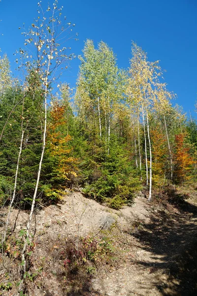 Krásný Podzimní Les Karpatských Horách Úžasná Povaha Ukrajinských Karpat — Stock fotografie