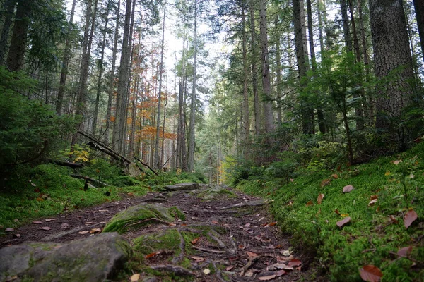 Μονοπάτι Όμορφο Φθινοπωρινό Δάσος Φύλλο Πτώση Φύλλωμα Βρίσκεται Ένα Μονοπάτι — Φωτογραφία Αρχείου