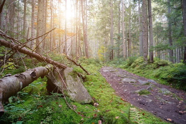 針葉樹と緑の苔で美しい森の中の夕日 森の中の絵のような場所 — ストック写真