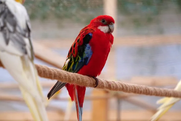 Красиві Папуги Барвистим Пір Сидить Мотузці — стокове фото