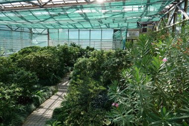 Protection and safe of rare plant species. Green plants grows in greenhouse. Healthy green trees in greenhouse, ecological balance and development of planet, natural clean production and nutrition