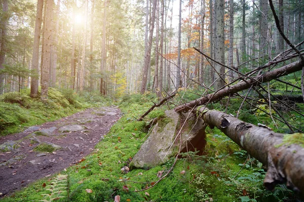 Sehr Schöne Tierwelt Wald Felsen Mit Grünem Moos Bewachsener Boden — Stockfoto