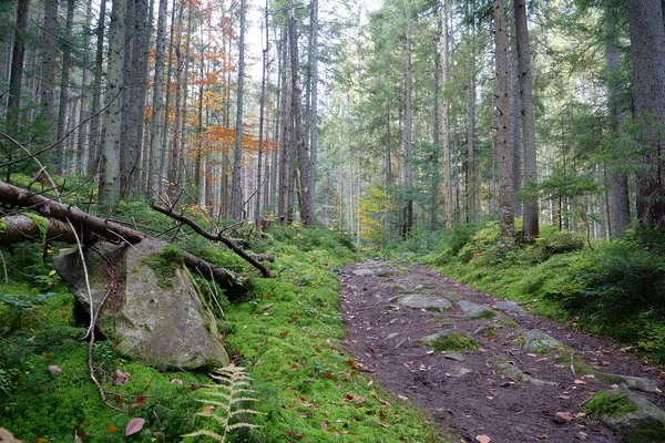 Belle Faune Épaisse Forêt Mousse Verte Recouverte Terre Pierres — Photo