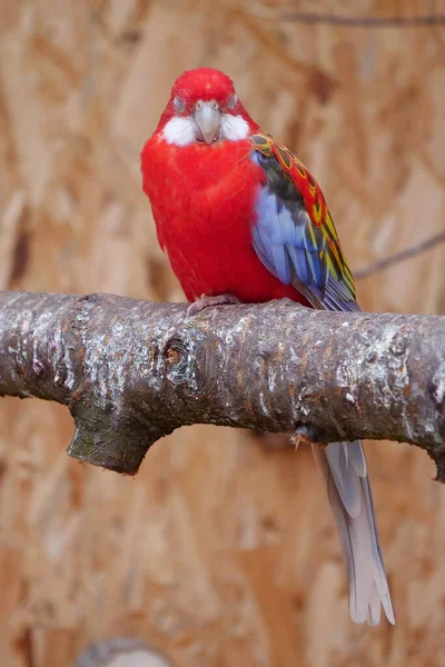 美丽的鹦鹉 长着红 黑的羽毛 栖息在闭着眼睛的树枝上 — 图库照片