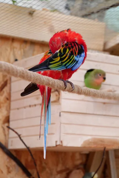 Gyönyörű Színes Papagáj Rejtette Fejét Szárny Alá — Stock Fotó