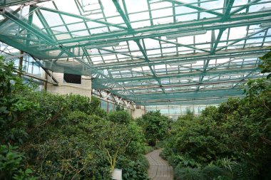 Green plants grows in greenhouse. Cultivation and protection of rare plant species listed in the Red Book. Green trees in hothouse, environmental safety and reliability