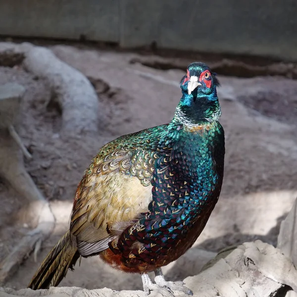 Vackra Färgglada Fågel Aviär För Fåglar — Stockfoto