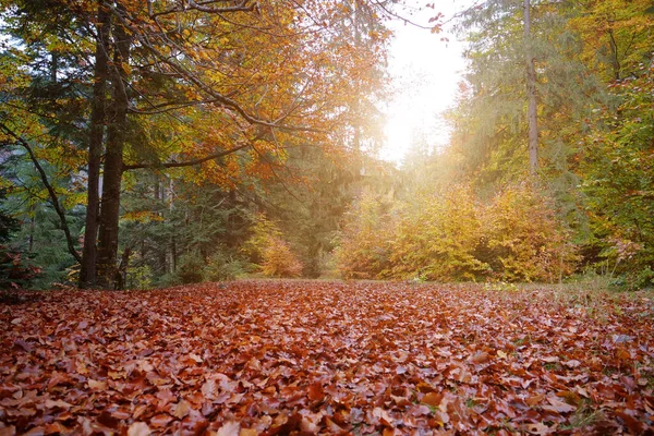 秋天森林里的好地方 美丽的落日在树林里 绿树成荫 红叶凋落 森林里安静而隐蔽的地方 — 图库照片