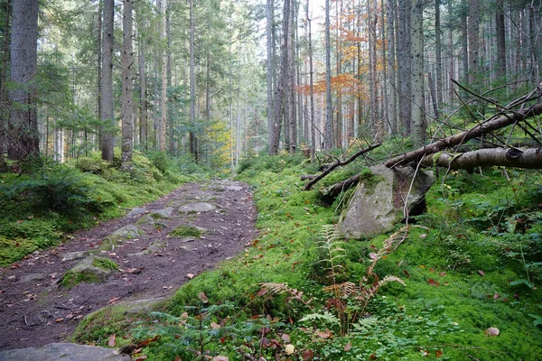 美しい秋の森の中のトレイル 葉の秋 葉は森の中の歩道にあり 木の伐採 — ストック写真