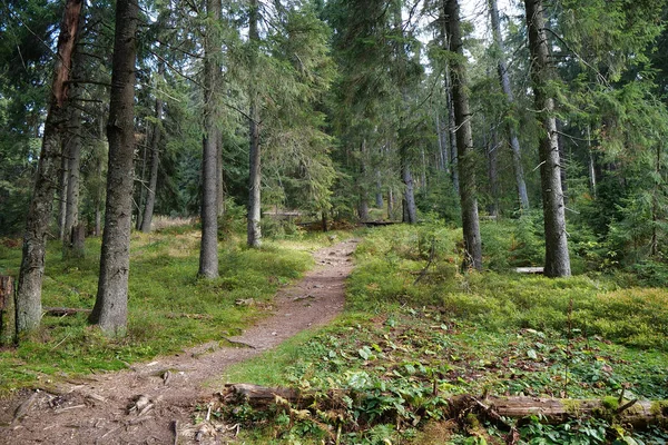 Schöner Nadelwald Den Karpaten Erstaunliche Natur Der Ukrainischen Karpaten — Stockfoto