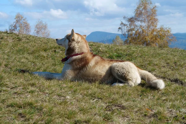 Renrasiga Hund Med Röd Krage Ligger Grönt Gräs Bergen — Stockfoto