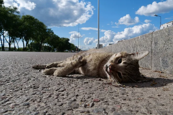 Cat Ran Road Hit Car Dead Cat Lies Highway Cars — Stock Photo, Image