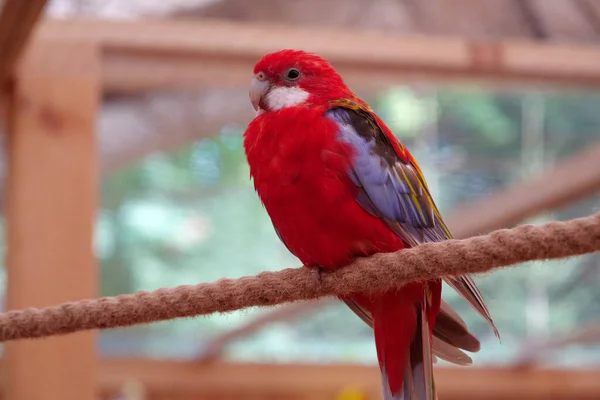 Papagei Mit Bunten Federn Sitzt Auf Einem Seil — Stockfoto