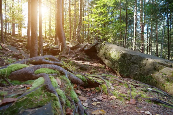 Malerische Tierwelt Dichter Wald Felsen Mit Grünem Moos Bedeckter Boden — Stockfoto