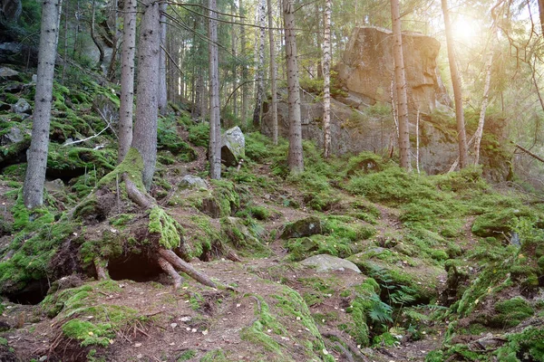 Faune Pittoresque Épaisse Forêt Rochers Mousse Verte Recouverte Terre Pierres — Photo