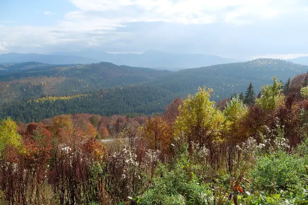 Прекрасний Осінній Ліс Карпатських Горах Дивовижний Характер Українських Карпат — стокове фото