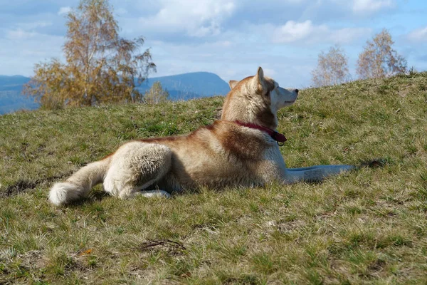 Gefokte Hond Met Rode Halsband Ligt Groen Gras Bergen — Stockfoto