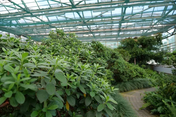 Πράσινα Φυτά Αναπτύσσονται Στο Θερμοκήπιο Καλλιέργεια Και Προστασία Σπάνιων Φυτικών — Φωτογραφία Αρχείου