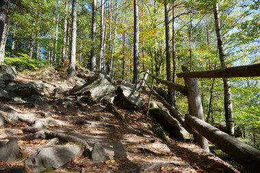 Dovbush yolu. Ormanlık dağ yamaçlarından geçerek Ukrayna 'nın Yaremche yakınlarındaki Dovbush Kayalıkları' na çıkıyor. Dovbush yolu Opryshky 'nin büyük lideri Oleksa Dovbush' un anısına yapıldı.